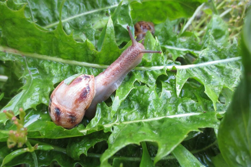 Nourriture pour escargots d’élevage : tout ce qu’il faut savoir