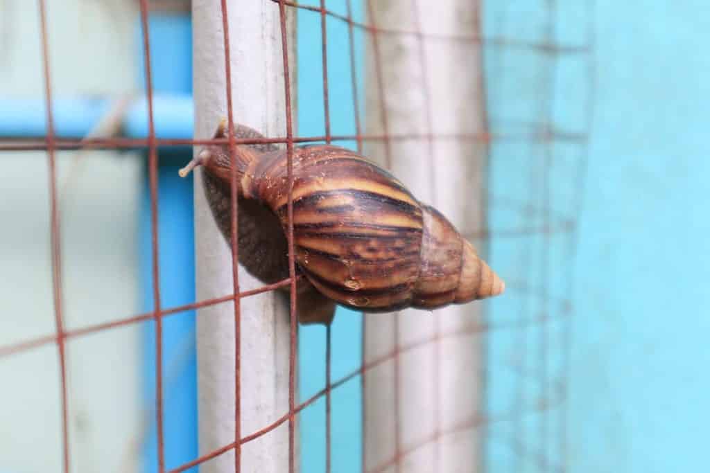Héliciculture : Le guide détaillé de l’élevage d’escargots